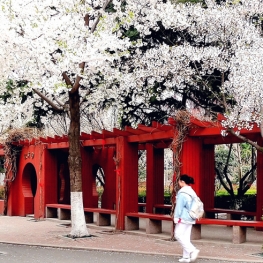 Beautiful Campus